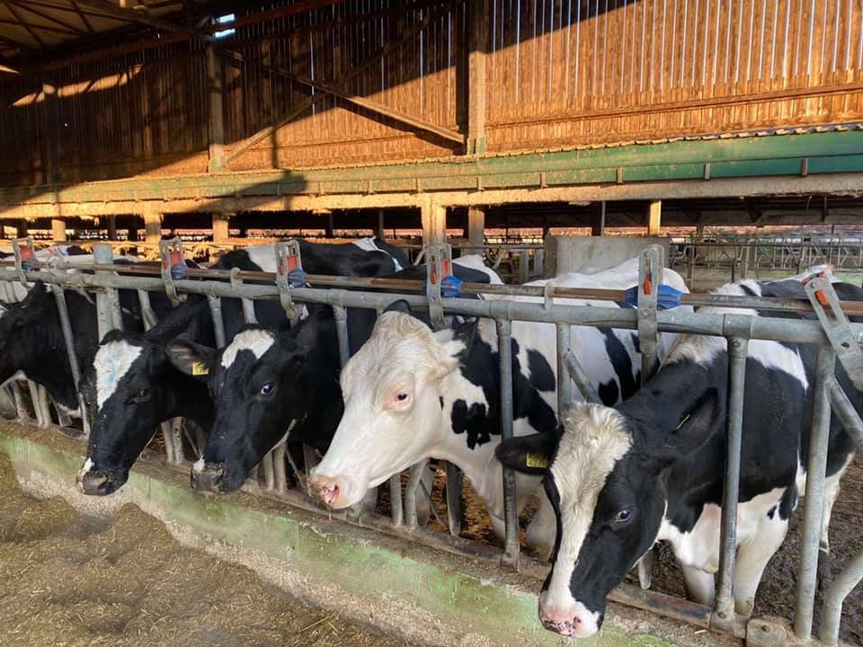 Сточарство